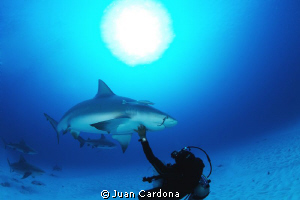 bull shark dive by Juan Cardona 